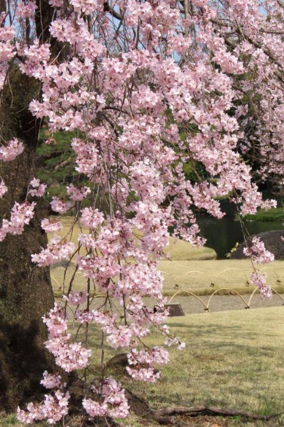 なお（Mrs.高蘭）