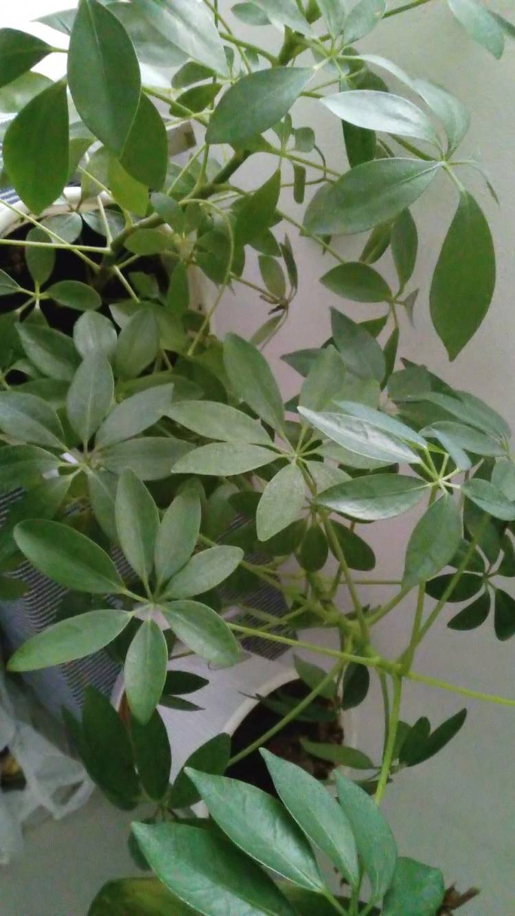 新人まなみ（Mrs.高蘭）