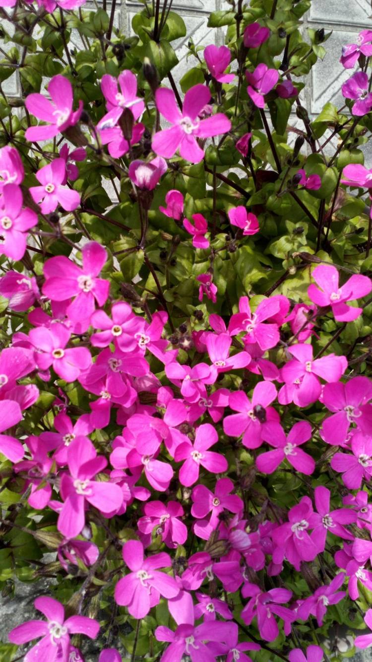 出勤準備がととのいましたm(_ _)m?