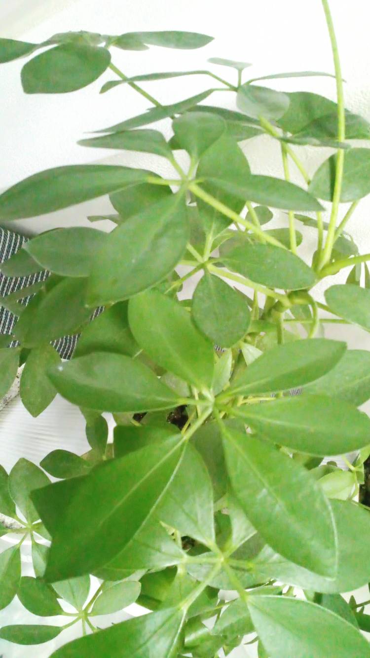 新人まなみ(Mrs.高蘭)