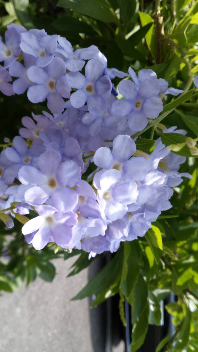 蒸し暑く風が吹いてきました?