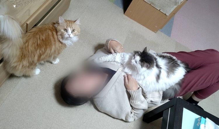 寝る🐱