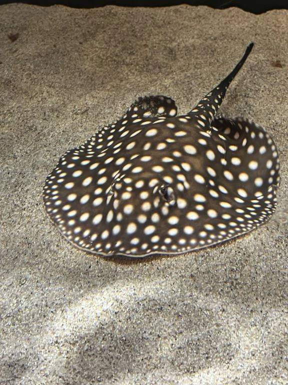 出勤予定🫧ＧＷ