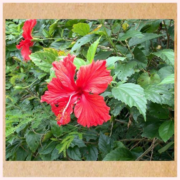 花見は花見でも?