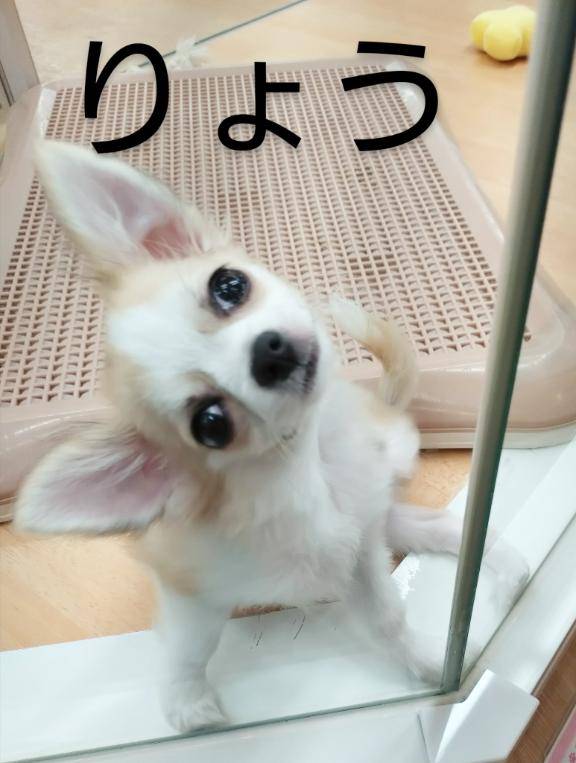 お知らせ～?