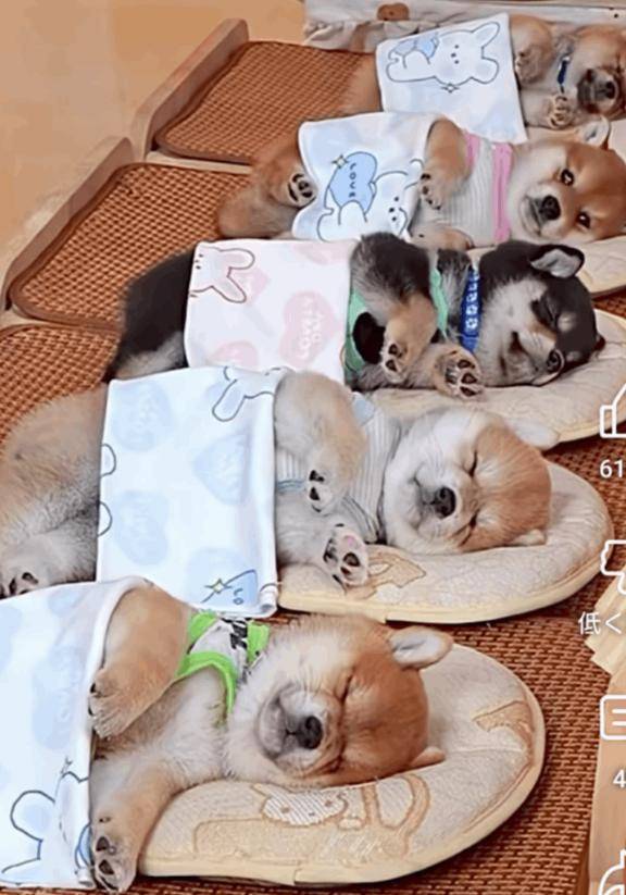 お休みです