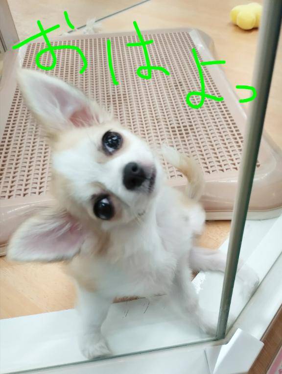 妙な