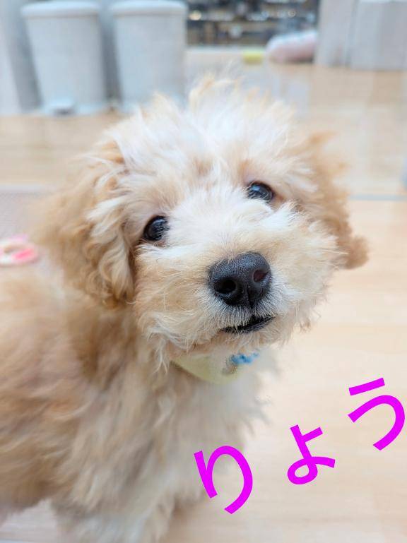癒やし