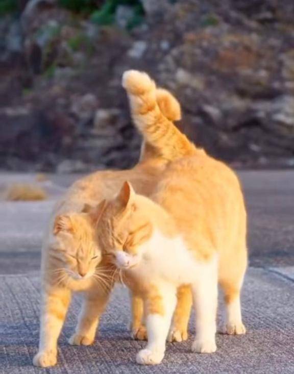 ロマンスの神様