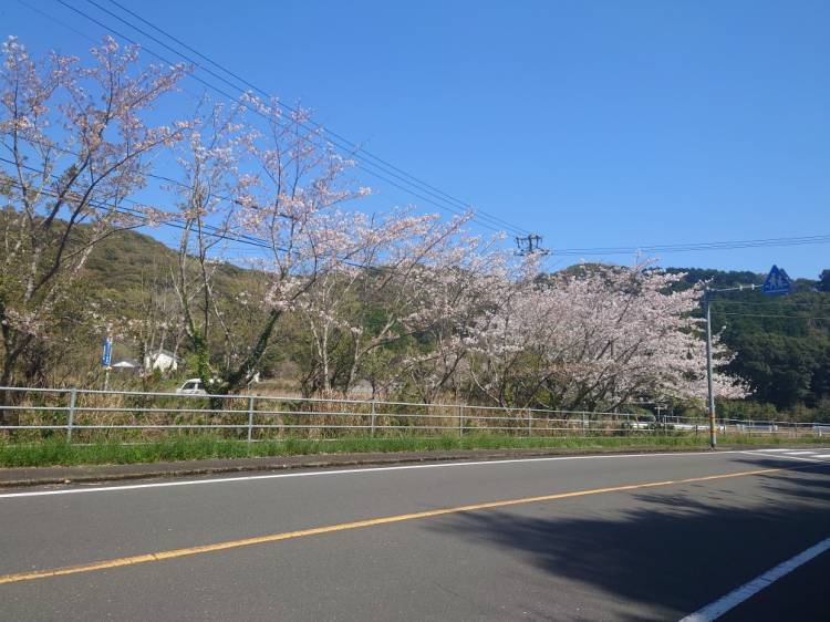 お花見(*´∀｀)