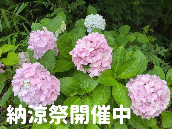 ☆今だ！ガチャポンだ！納涼祭☆
