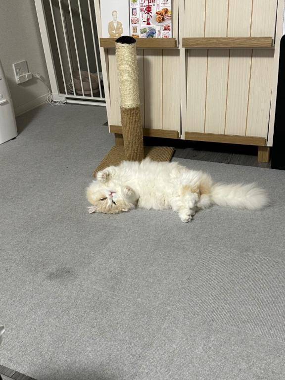 ラストも?