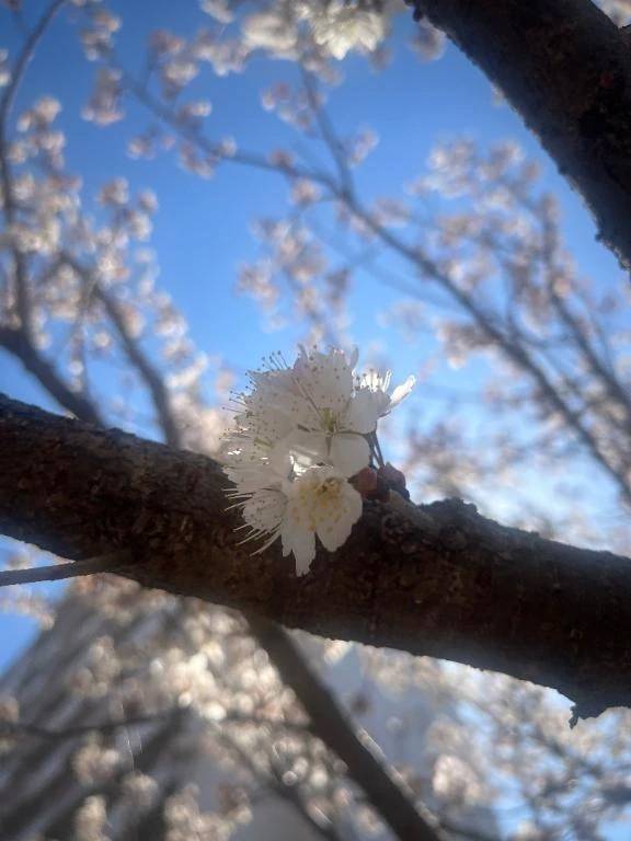 お花見がしたい
