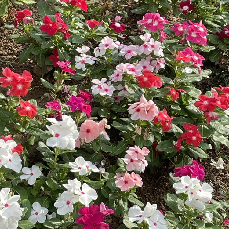 ありがとうございました🌼.*