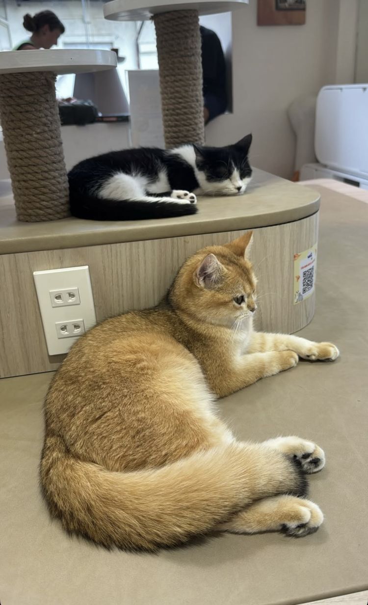 ありがとうございました∩^ω^∩❤️