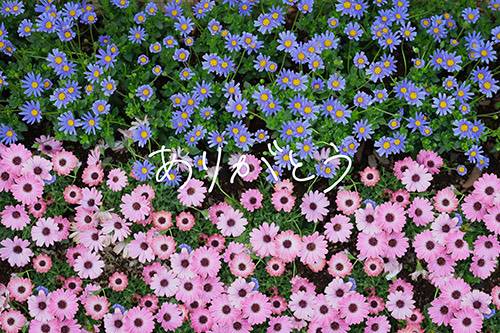 【16日】アスカ203のE様♪