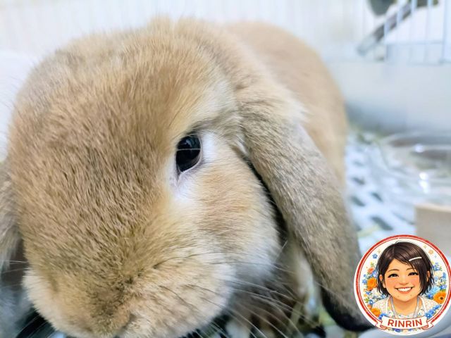 今日のしゃちょー！！