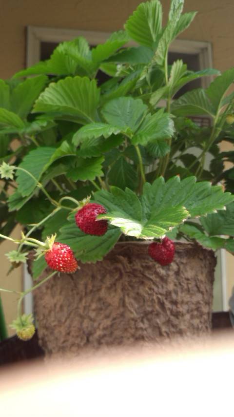 Wild strawberry ♪