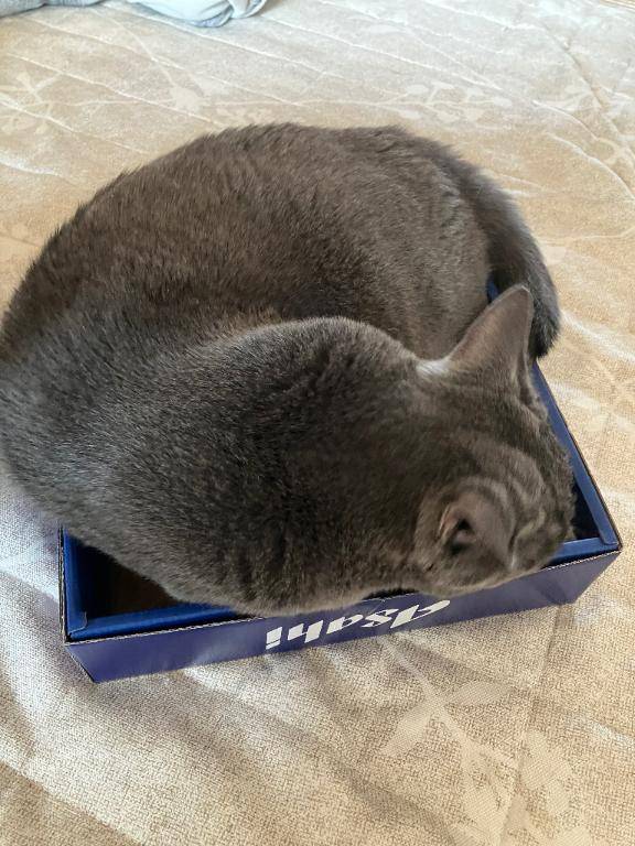 フッと消えて、いつの間にか戻って来る