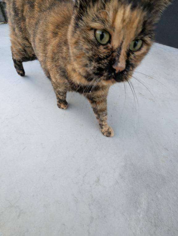 今日のニャンコ。