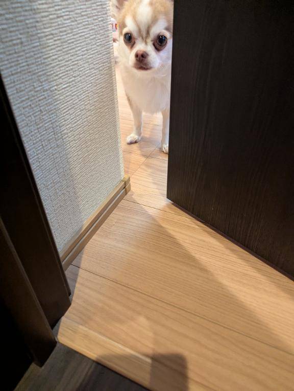 今日のワンコ。