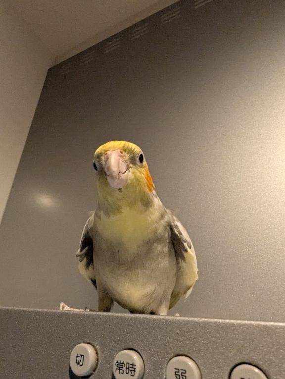 エキスパート。