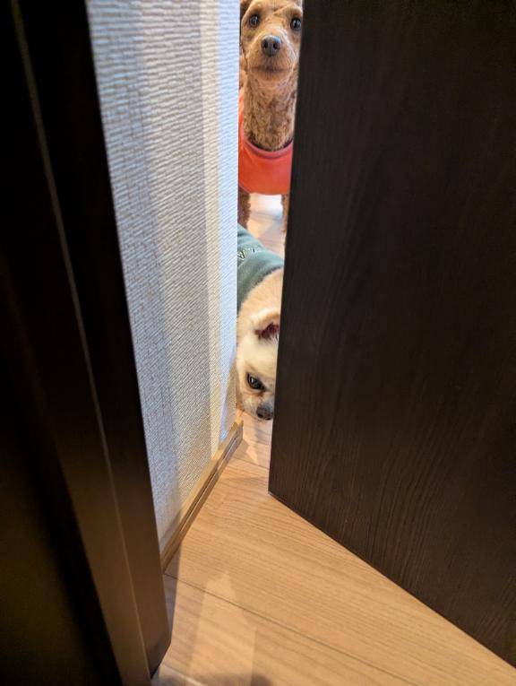 今日のワンコ。