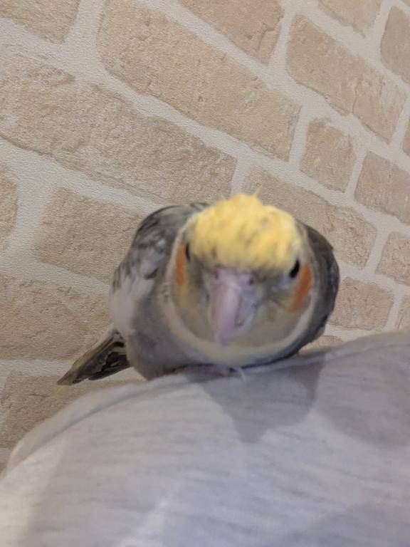 今日のインコ。