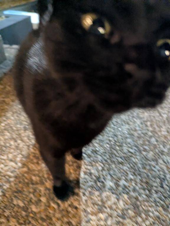 夜のチュールタイム。