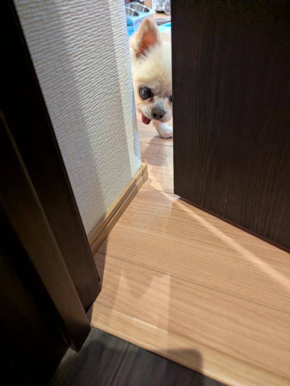 今日のワンコ。