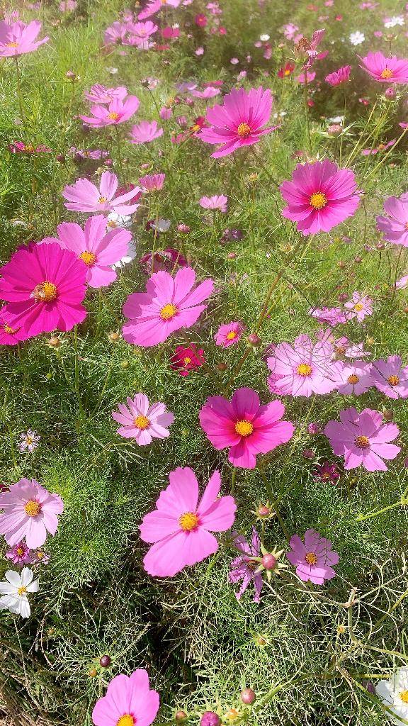 夜に会えるのを楽しみに?