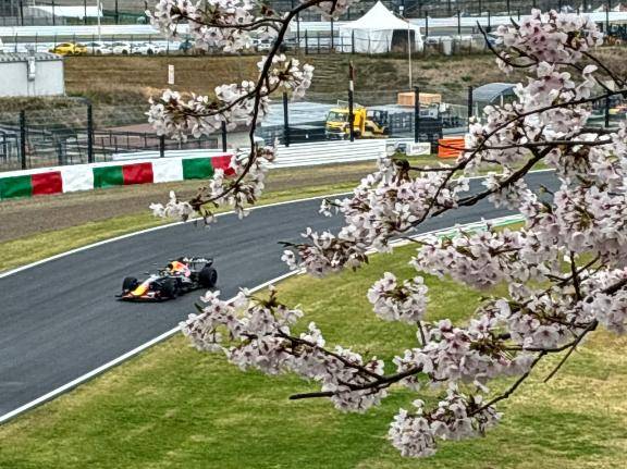 桜?