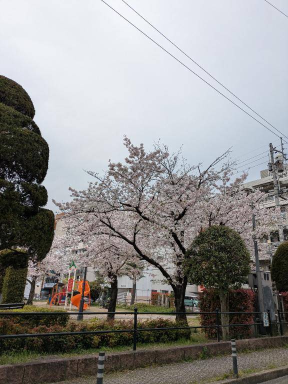 八坂公園と、とろけないアレ