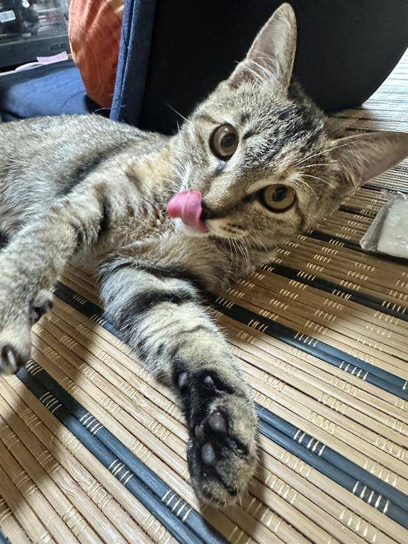 昨日の白いネコ様へ