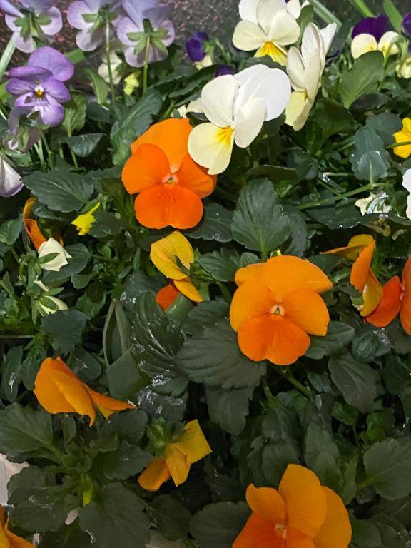 昨日はありがとう?