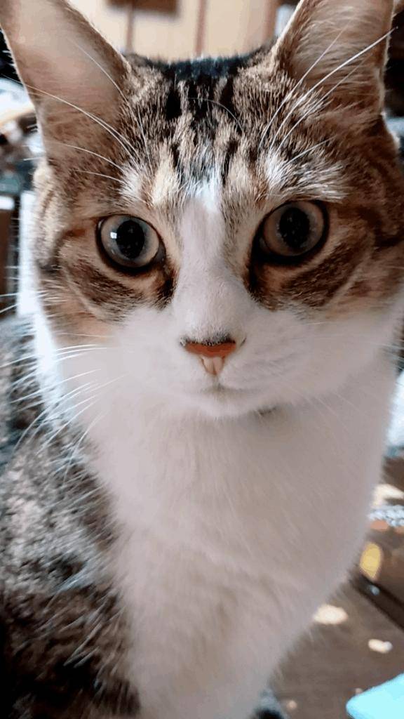 紫乃 [R] (しの)（マダムロゼ）