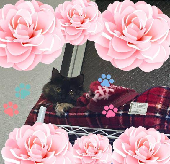 [お題]from:焼肉！さん