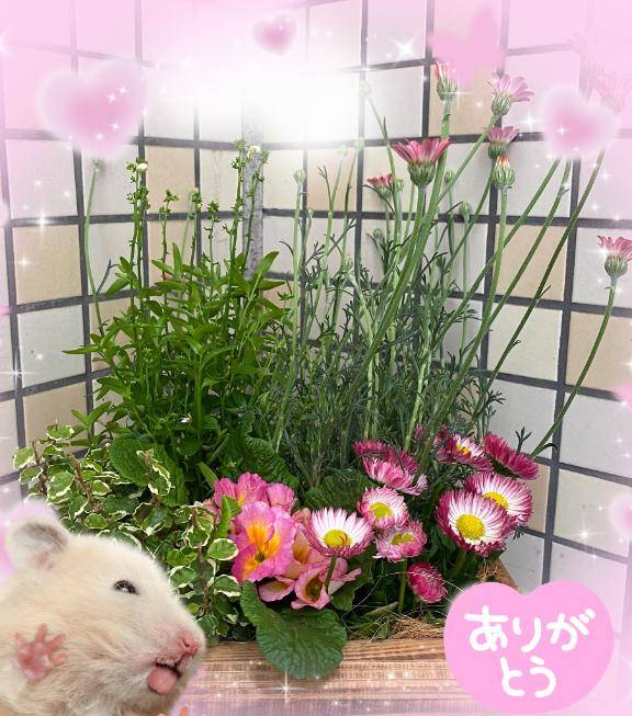 お礼が遅くなりました?