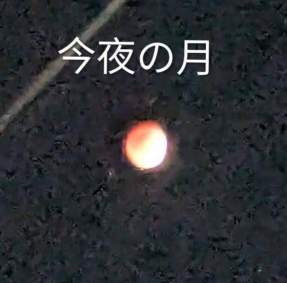 ふみ乃 [M] (ふみの)（マダムロゼ）