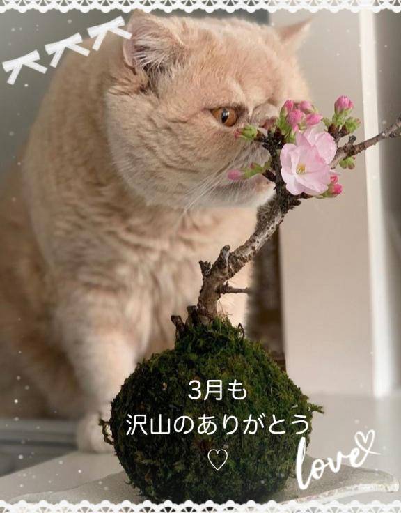 3月も沢山のありがとう?