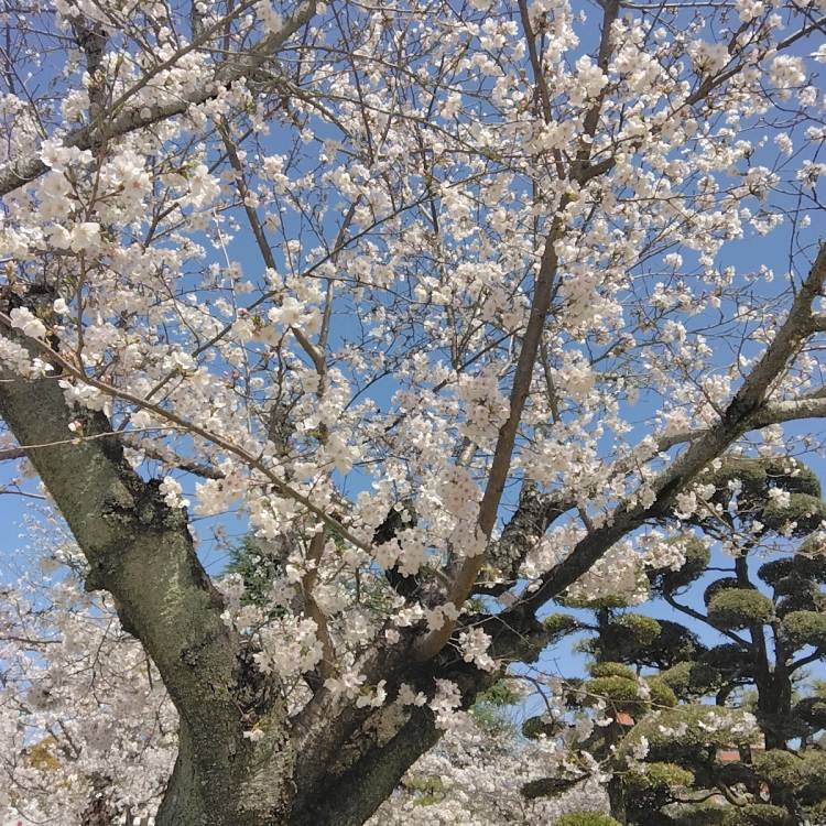 お花見?