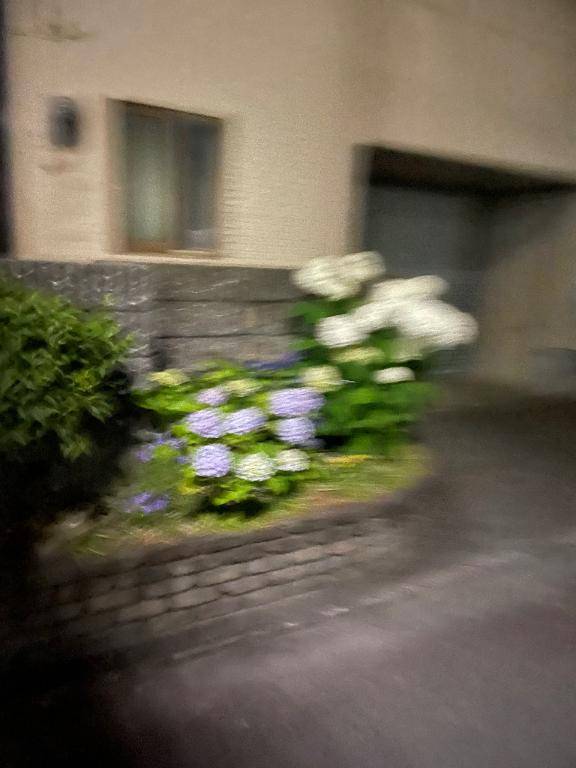 ?散歩??♀?