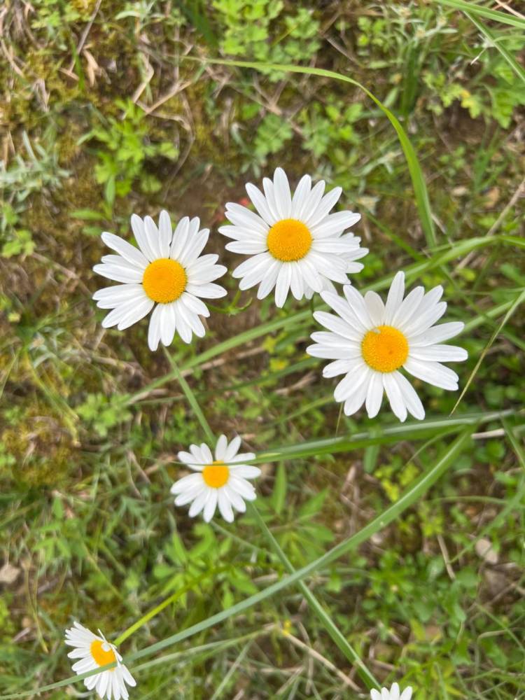 徳島県 デリヘル マリリンにあいたい。 まき