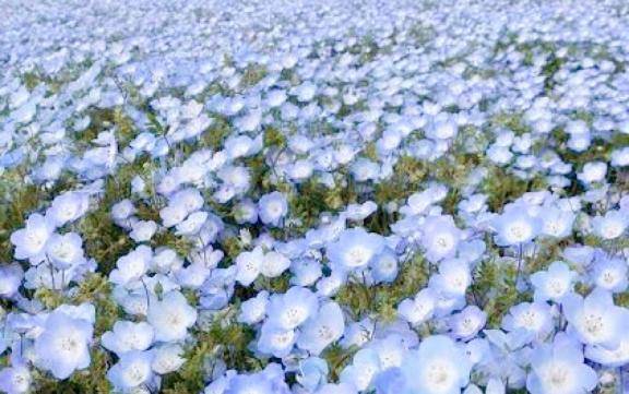 おにいさんきいてっ?