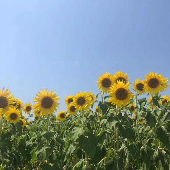 ありがとうございました?