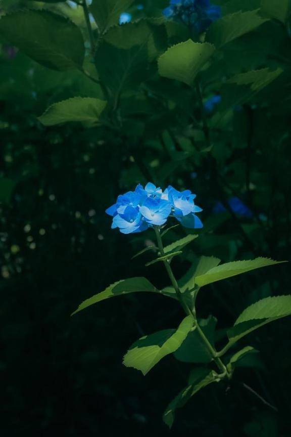 せん（ミセス愛。）