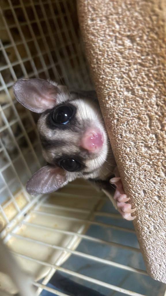 あや（ミセス愛。）