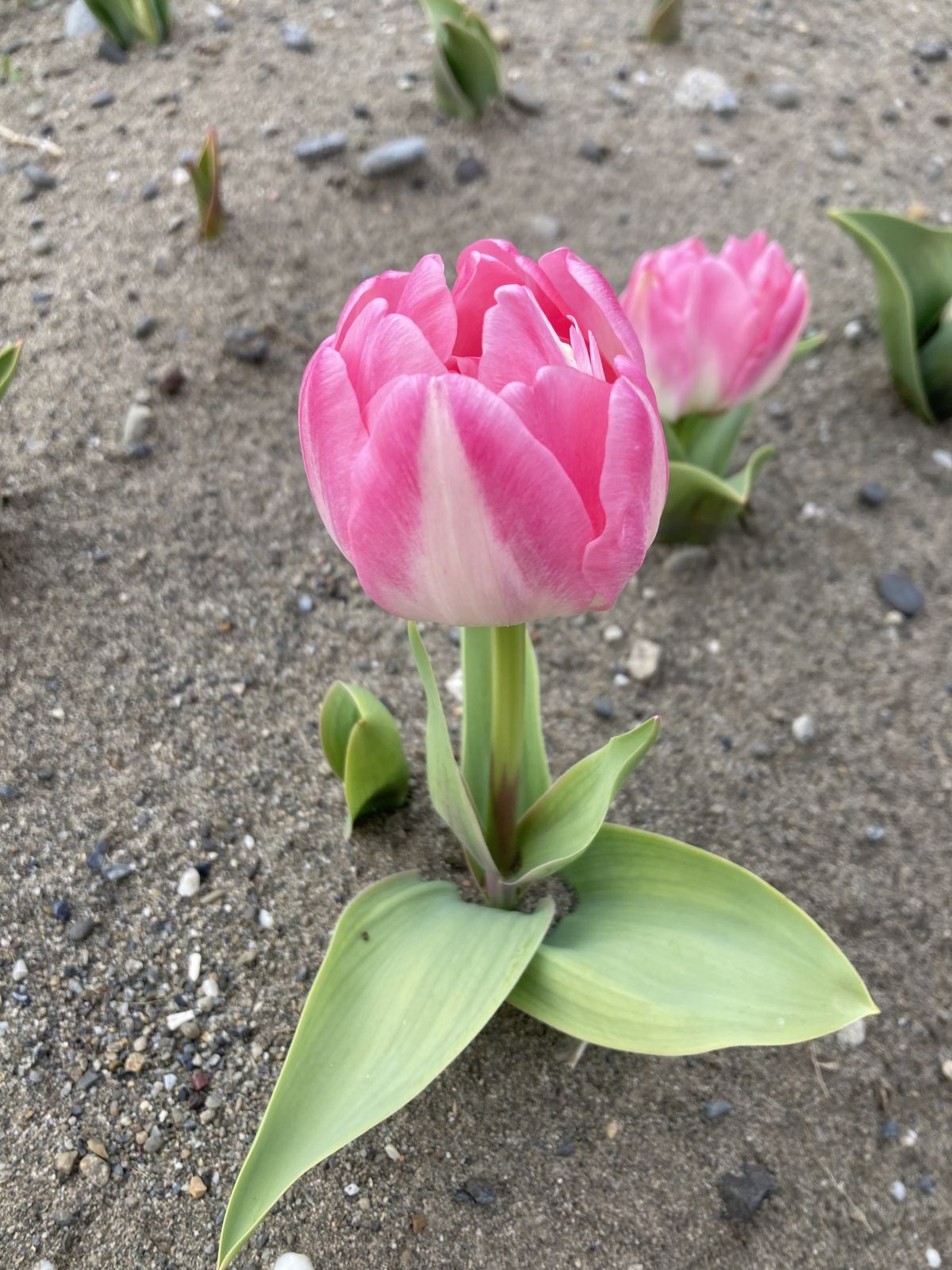 本日、21時より出勤いたします❣️