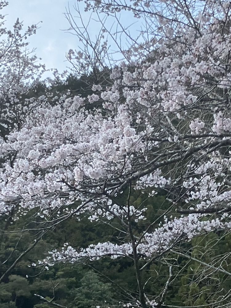 おはようございます🌸