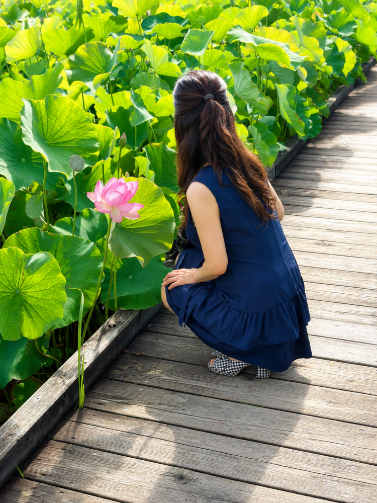 蓮の花に癒されて🪷